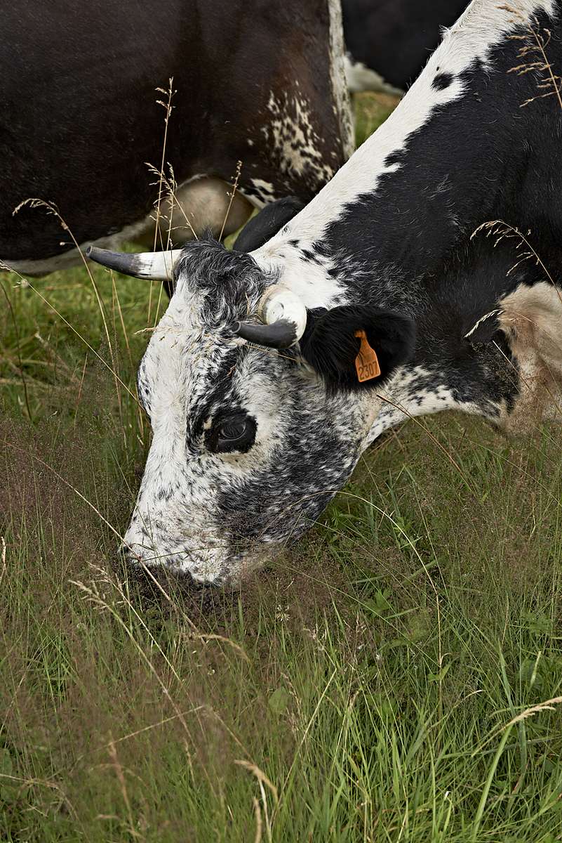 Vosgienne cattle